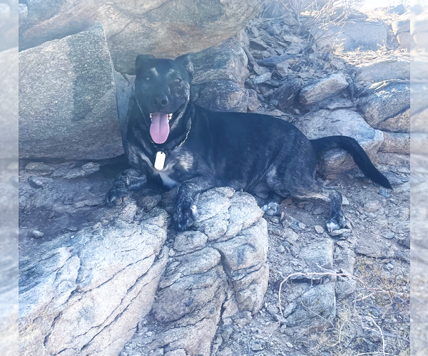 Medium Photo #7 Australian Shepherd-Holland Shepherd Mix Puppy For Sale in Chandler, AZ, USA