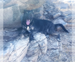 Small #6 Australian Shepherd-Holland Shepherd Mix