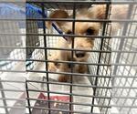 Small Rat Terrier Mix