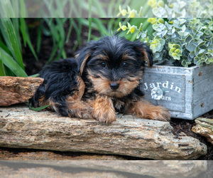 Yorkshire Terrier Litter for sale in QUARRYVILLE, PA, USA
