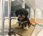 Small #2 Maltese Mix