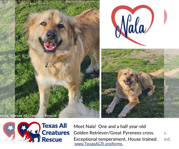 Medium Photo #4 Golden Pyrenees Puppy For Sale in Lillian, TX, USA