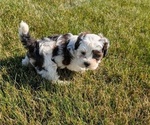 Small Photo #35 ShihPoo Puppy For Sale in GOSHEN, IN, USA