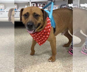 Mutt Dogs for adoption in Germantown, OH, USA