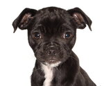 Small #1 Pug Mix