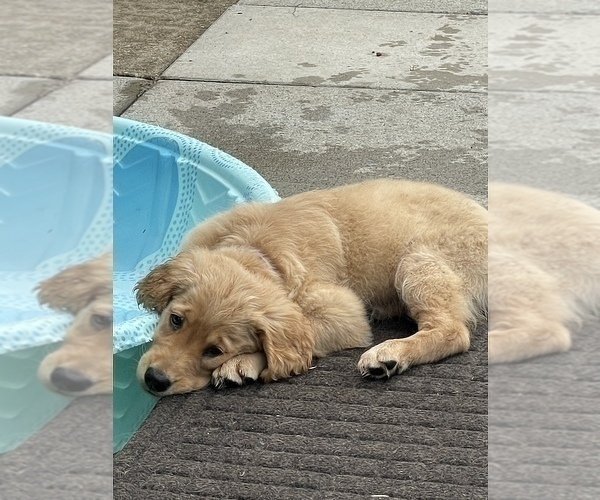 Medium Photo #16 Golden Retriever Puppy For Sale in IRWIN, PA, USA