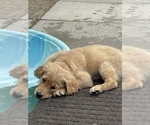 Small Photo #16 Golden Retriever Puppy For Sale in IRWIN, PA, USA