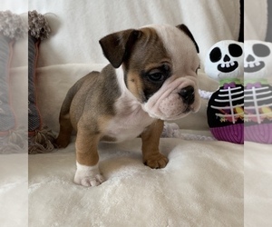 English Bulldog Puppy for sale in JOHNS ISLAND, SC, USA