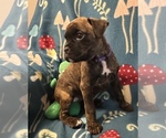 Small Photo #5 Boxer Puppy For Sale in LANSING, MI, USA