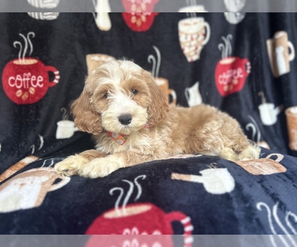 Medium Photo #2 Cockapoo Puppy For Sale in LAKELAND, FL, USA