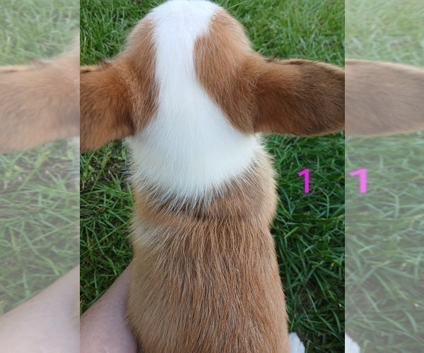 Medium Photo #6 Pembroke Welsh Corgi Puppy For Sale in BEULAVILLE, NC, USA