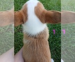 Small #5 Pembroke Welsh Corgi