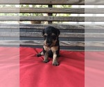 Small Photo #2 Welsh Terrier Puppy For Sale in DRY BRANCH, GA, USA