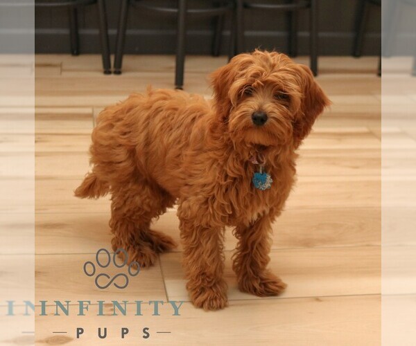 Medium Photo #4 Cavapoo Puppy For Sale in NEW HOLLAND, PA, USA