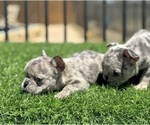 Small #3 French Bulldog