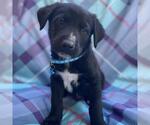 Small Labrador Retriever Mix
