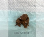 Puppy Boy 2 Goldendoodle
