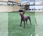 Small #2 Mutt