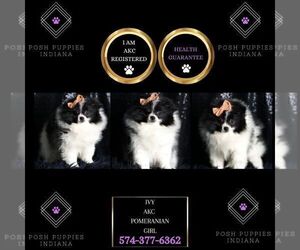 Medium Pomeranian