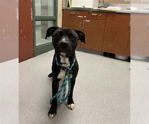 Mutt Dogs for adoption in Rancho Cucamonga, CA, USA