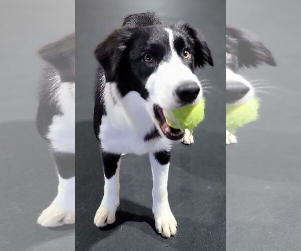 Medium Photo #17 Border Collie Puppy For Sale in Highland, IL, USA