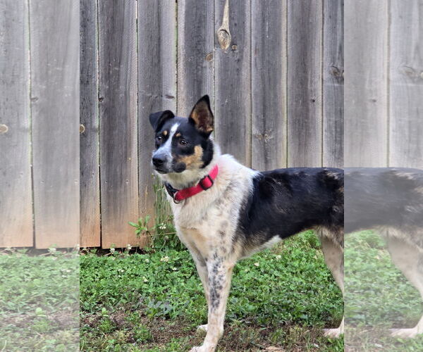 Medium Photo #3 Border Collie-Unknown Mix Puppy For Sale in Social Circle, GA, USA