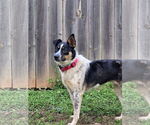 Small #2 Border Collie Mix