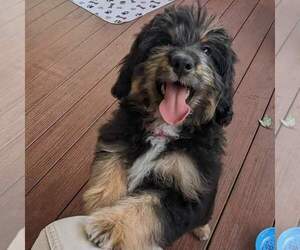 Aussiedoodle Miniature  Puppy for Sale in PLACERVILLE, California USA