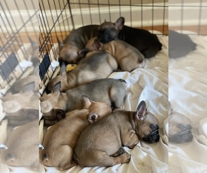 French Bulldog Puppy for sale in GREENSBORO, NC, USA