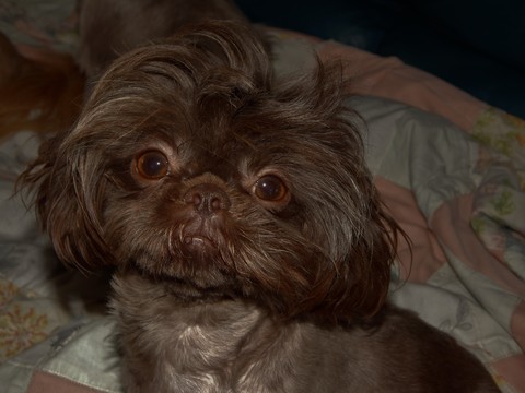 Medium Photo #1 ShihPoo Puppy For Sale in SMITHS CREEK, MI, USA