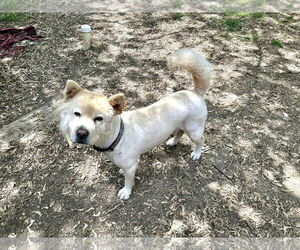 Tyron - Male Chow Chow Dog for Adoption - Photo #3