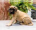Small #4 Mastiff