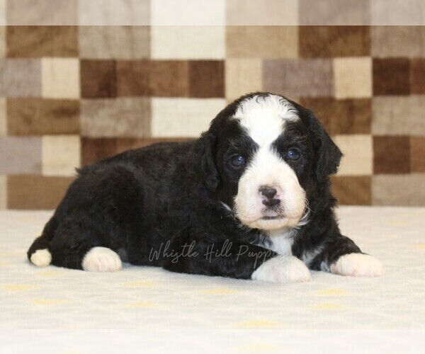 Medium Photo #7 Bernedoodle (Miniature) Puppy For Sale in DENVER, PA, USA