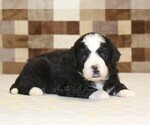 Small #6 Bernedoodle (Miniature)
