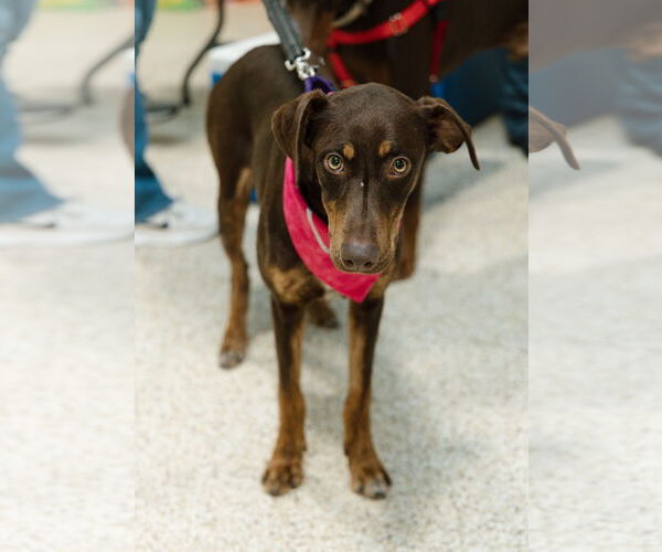 Medium Photo #5 Doberman Pinscher-Unknown Mix Puppy For Sale in Minneaoplis, MN, USA
