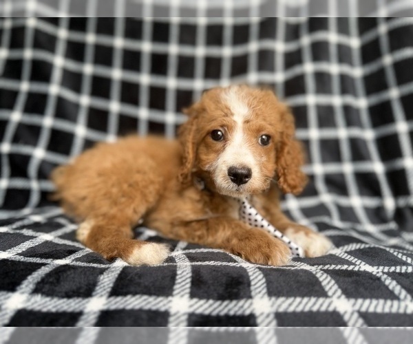 Medium Photo #3 Cockapoo (Miniature) Puppy For Sale in LAKELAND, FL, USA
