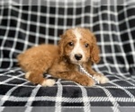 Small #2 Cockapoo (Miniature)