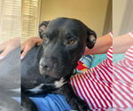 Small #3 American Pit Bull Terrier Mix