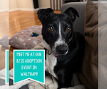 Small #8 Border Collie Mix