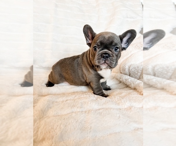 Medium Photo #7 French Bulldog Puppy For Sale in RIO RANCHO, NM, USA