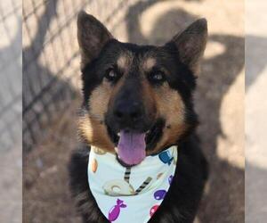 German Shepherd Dog Dogs for adoption in San Antonio, TX, USA