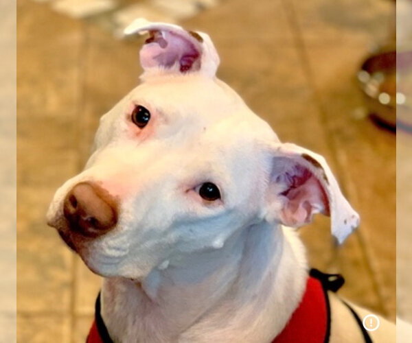 Medium Photo #1 Staffordshire Bull Terrier Puppy For Sale in Orlando, FL, USA