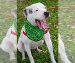 Small Photo #8 American Bulldog-Dogo Argentino Mix Puppy For Sale in Miami, FL, USA