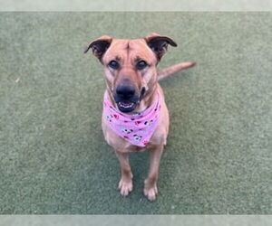 German Shepherd Dog-Unknown Mix Dogs for adoption in Chandler, AZ, USA