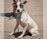 Small #2 Labrador Retriever Mix