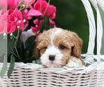 Small #4 Cavapoo