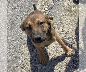 Mutt Dogs for adoption in Canton, CT, USA