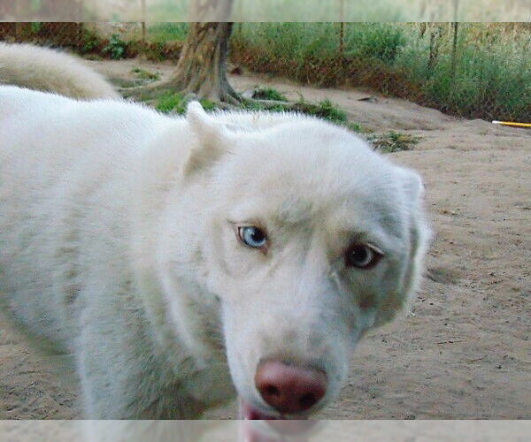 Medium Photo #20 Siberian Husky Puppy For Sale in Pacific grove , CA, USA