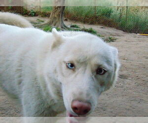 Blossom - Female Siberian Husky Dog for Adoption - Photo #20