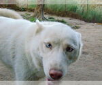 Small #19 Siberian Husky